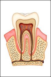 Root Canal Therapy in Schaumburg & Glendale Heights 